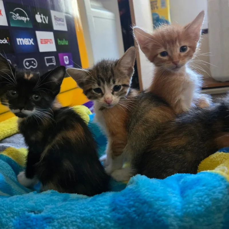 A baby small-sized female Domestic Short Hair cat named Wanda for adoption in Minneapolis, MN
