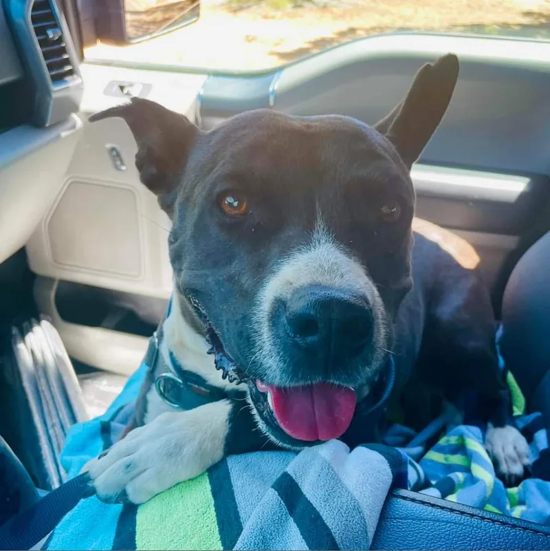 Tequila Rose thumbnail 5