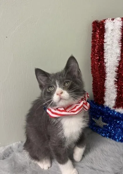 A baby medium-sized female Domestic Short Hair cat named Spice Girl for adoption in Picayune, MS