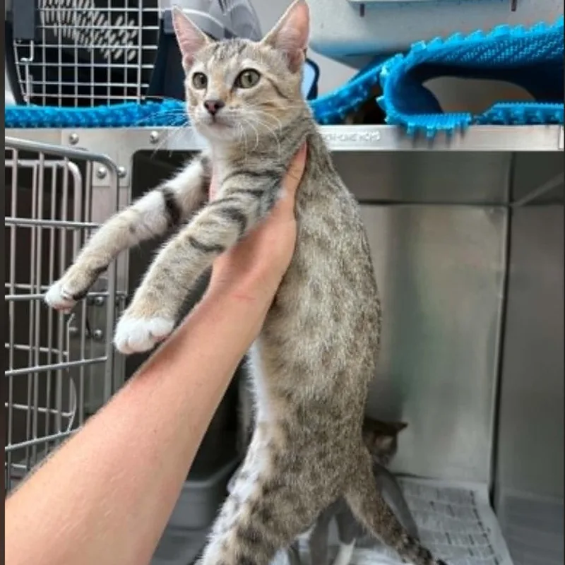 A baby small-sized female American Shorthair cat named Sparrow for adoption in Plymouth, MN