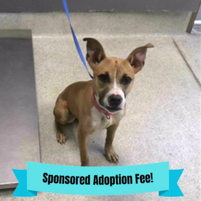 A young medium-sized female Brown / Chocolate Terrier dog named Kamora for adoption in Novelty, OH