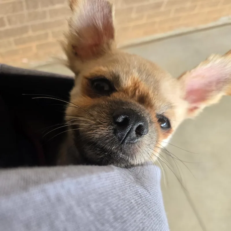 A senior small-sized male Yellow / Tan / Blond / Fawn Pomeranian dog named Carmelo for adoption in Austell, GA
