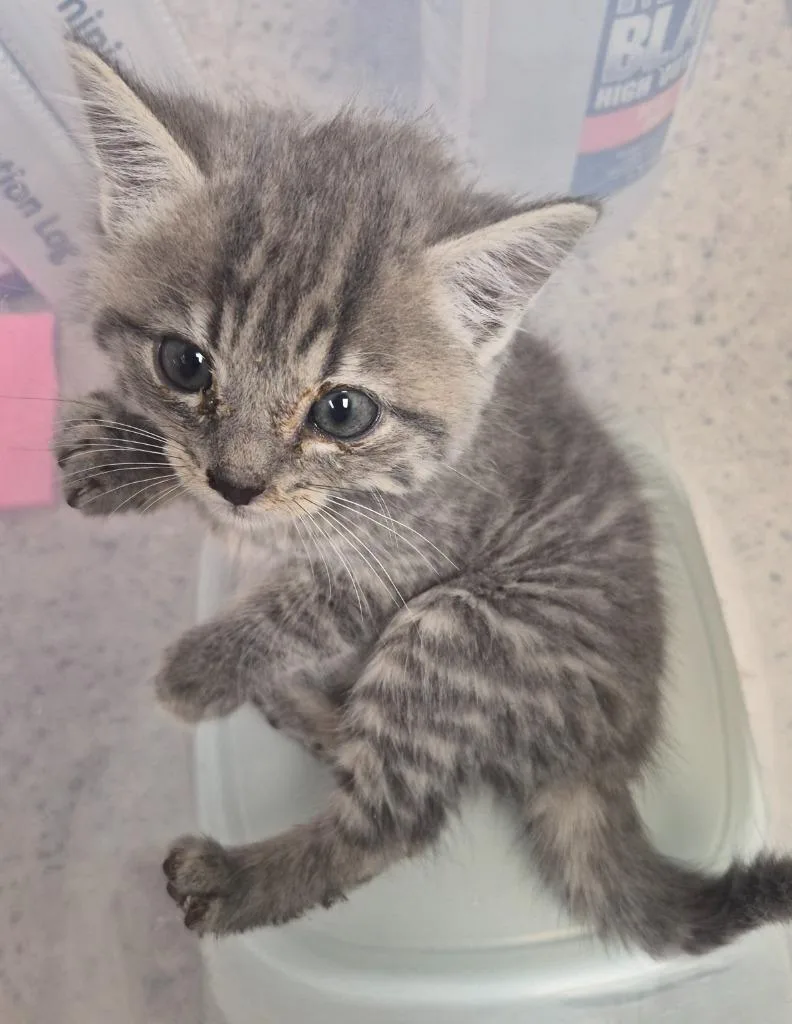 A baby medium-sized male Domestic Short Hair cat named Derpy Tiger for adoption in Christiansburg, VA