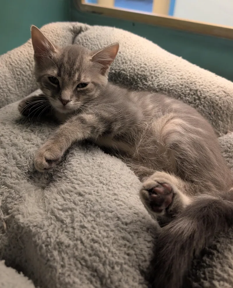 A baby medium-sized male Tabby (Gray / Blue / Silver) Domestic Short Hair cat named Gris for adoption in Suffolk, VA