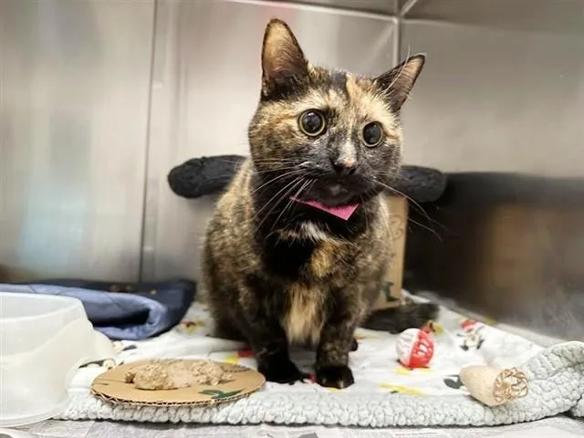 A young large-sized female Domestic Short Hair cat named Callie for adoption in Saint Louis, MO
