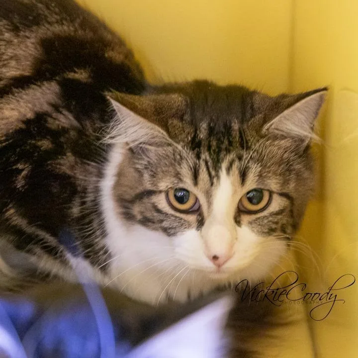 An adult medium-sized female White Domestic Long Hair cat named Elle for adoption in Abilene, TX