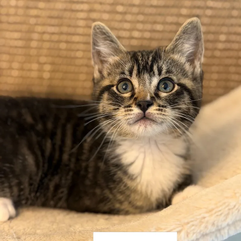 A baby medium-sized male Domestic Short Hair cat named Porter for adoption in Renton , WA
