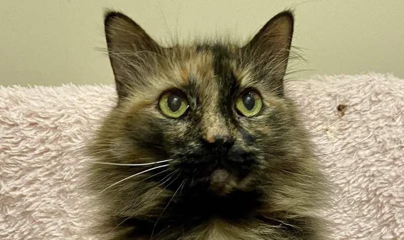 An adult medium-sized female Tortoiseshell cat named Farrah for adoption in Manitou Springs, CO