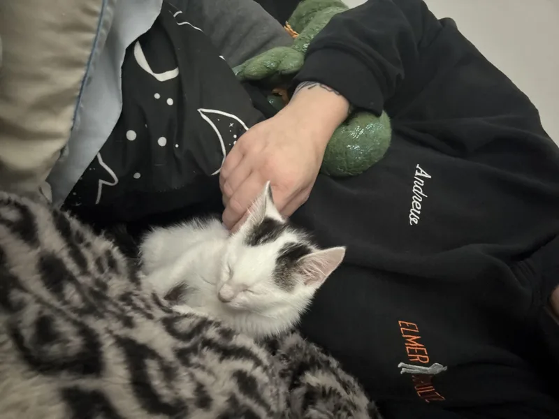 A baby small-sized female Black & White / Tuxedo Domestic Short Hair cat named Athena for adoption in Haddon Heights, NJ