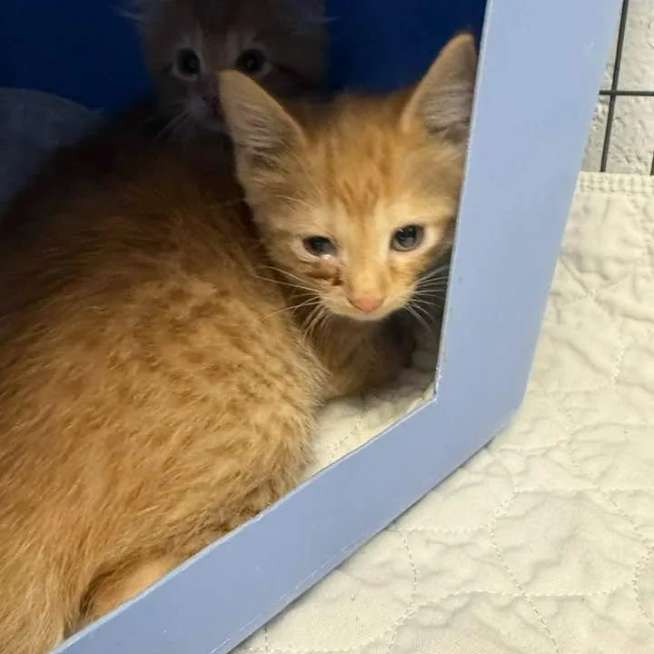 A baby small-sized female Orange / Red Domestic Short Hair cat named TatumC for adoption in East Saint Louis, IL