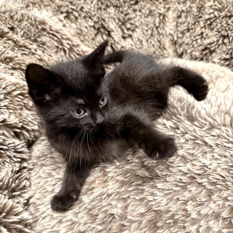 A baby small-sized female Black Domestic Short Hair cat named Microwave for adoption in Delaware, OH