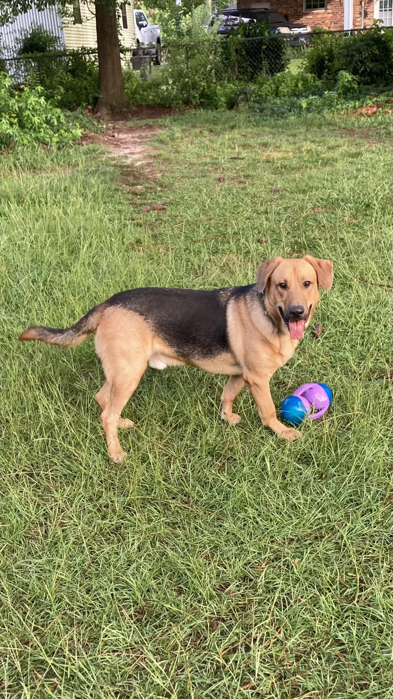 An adult large-sized male German Shepherd Dog dog named Rocky for adoption in Fayetteville, NC