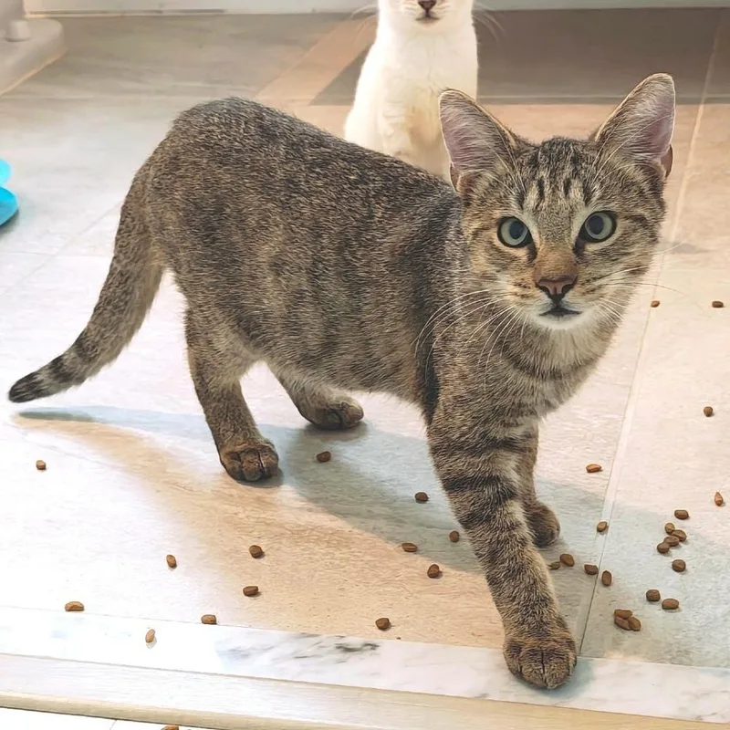 A baby small-sized male Tabby cat named Toast for adoption in Randolph, MA