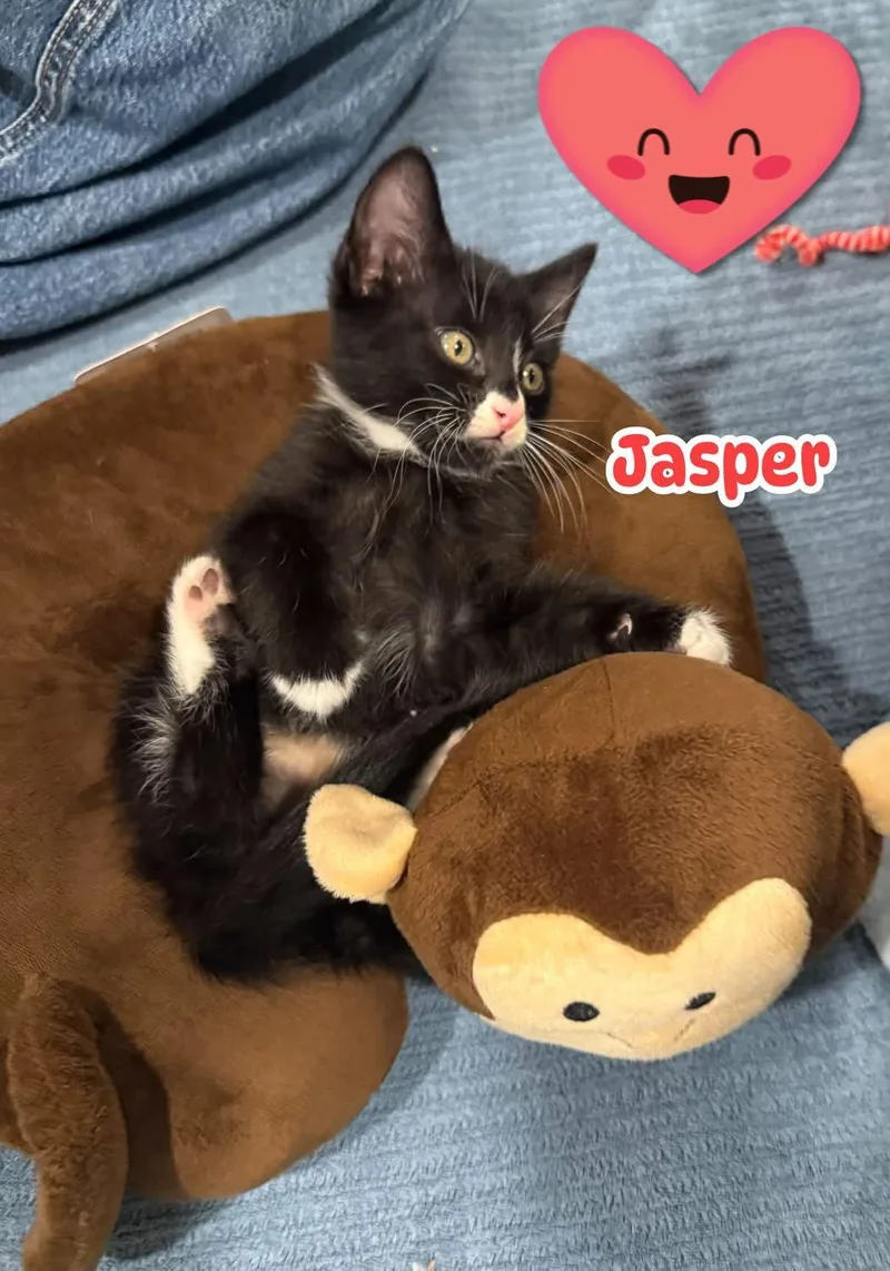 Jasper