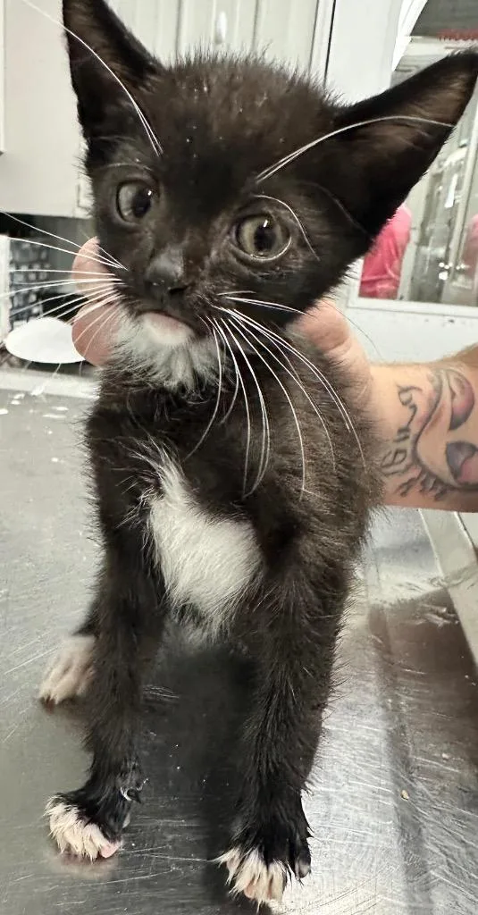 A baby small-sized male Domestic Short Hair cat named Bean for adoption in Hillsdale, IN