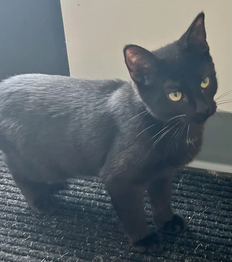 A young medium-sized female Black Domestic Medium Hair cat named Jade for adoption in Sandusky, MI
