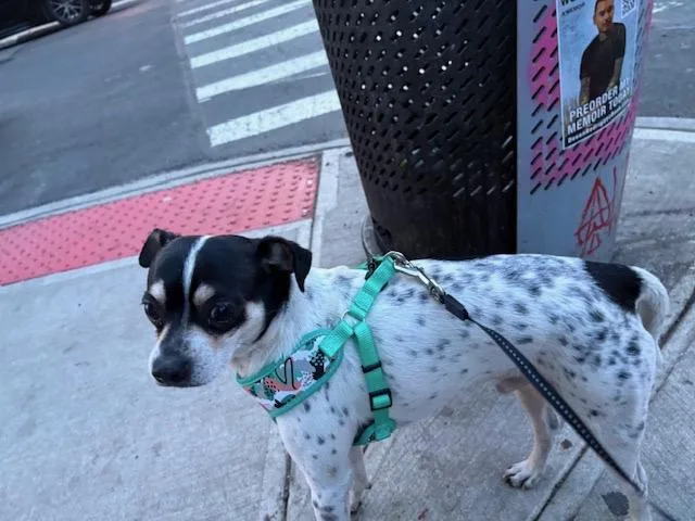 A young medium-sized male Black Rat Terrier dog named Charles Barkley for adoption in New York, NY