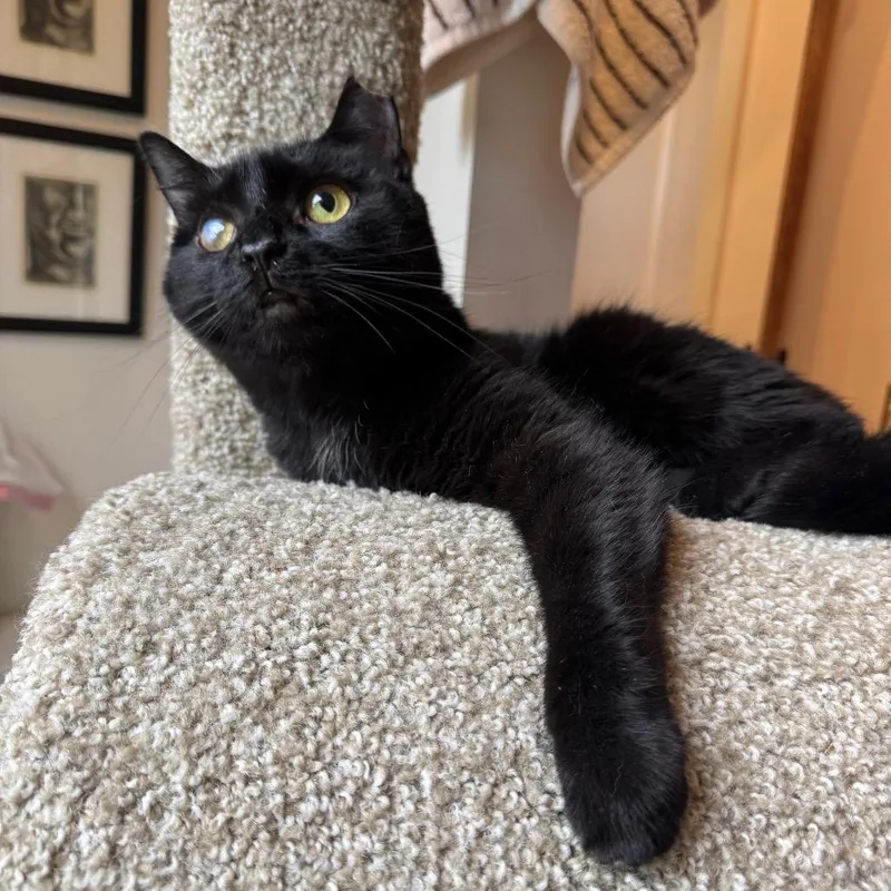 An adult medium-sized female Black Domestic Short Hair cat named Slinky for adoption in Gibsonia, PA