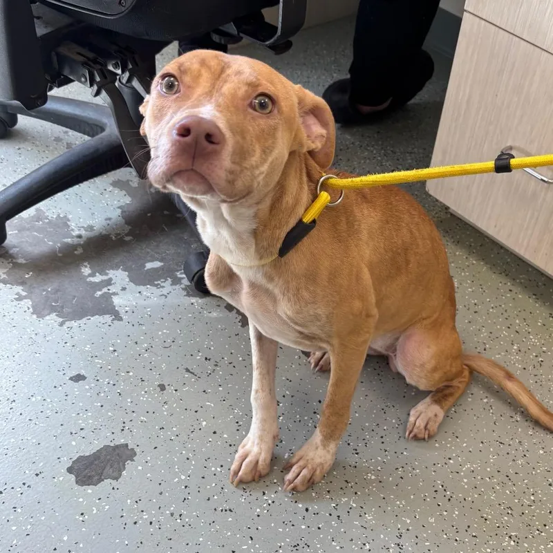 A young medium-sized female Brown / Chocolate Mixed Breed dog named Marble for adoption in Galax, VA