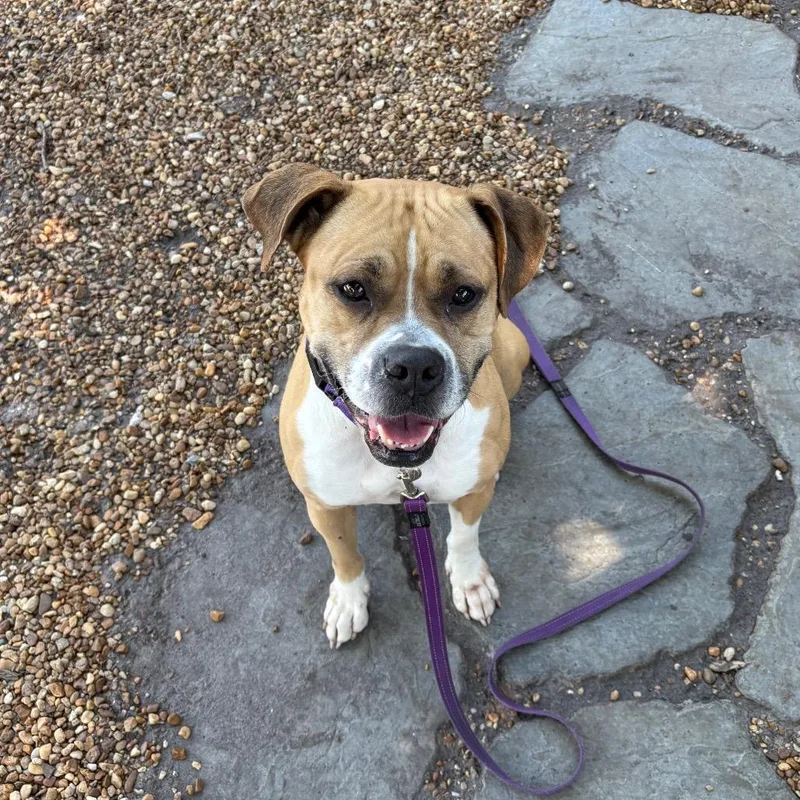 A senior medium-sized female Yellow / Tan / Blond / Fawn Mixed Breed dog named Winnie for adoption in Sarasota, FL