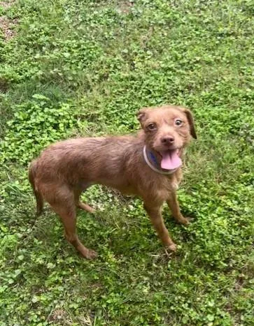 An adult small-sized female Chihuahua dog named Fiona for adoption in Houston, TX