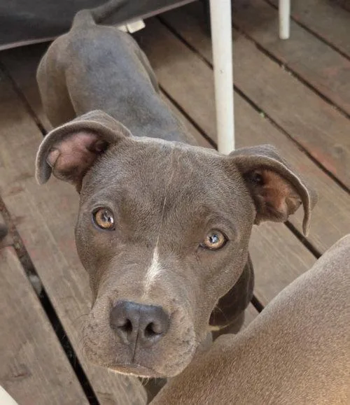 A young medium-sized female Pit Bull Terrier dog named Zena for adoption in Georgetown, CO