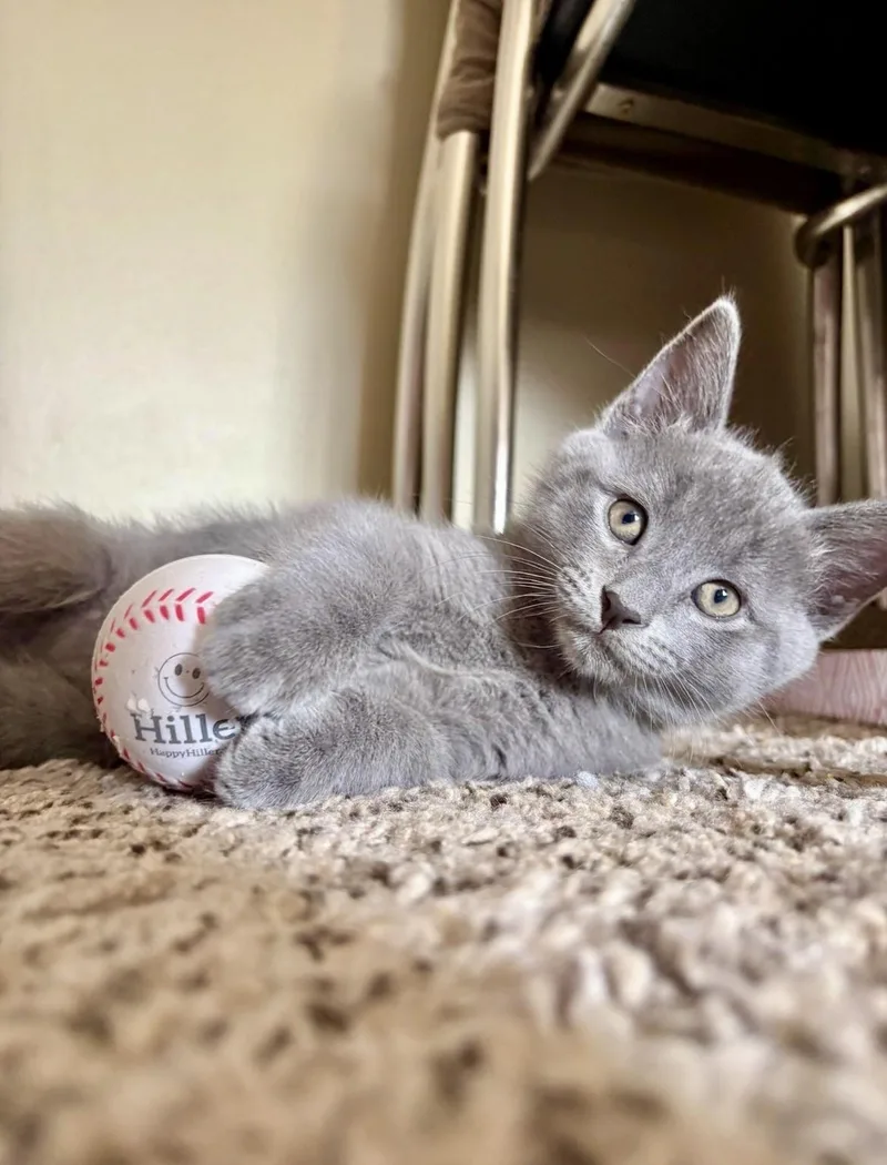 A baby medium-sized male Gray / Blue / Silver Domestic Short Hair cat named Riley for adoption in Mount Juliet, TN