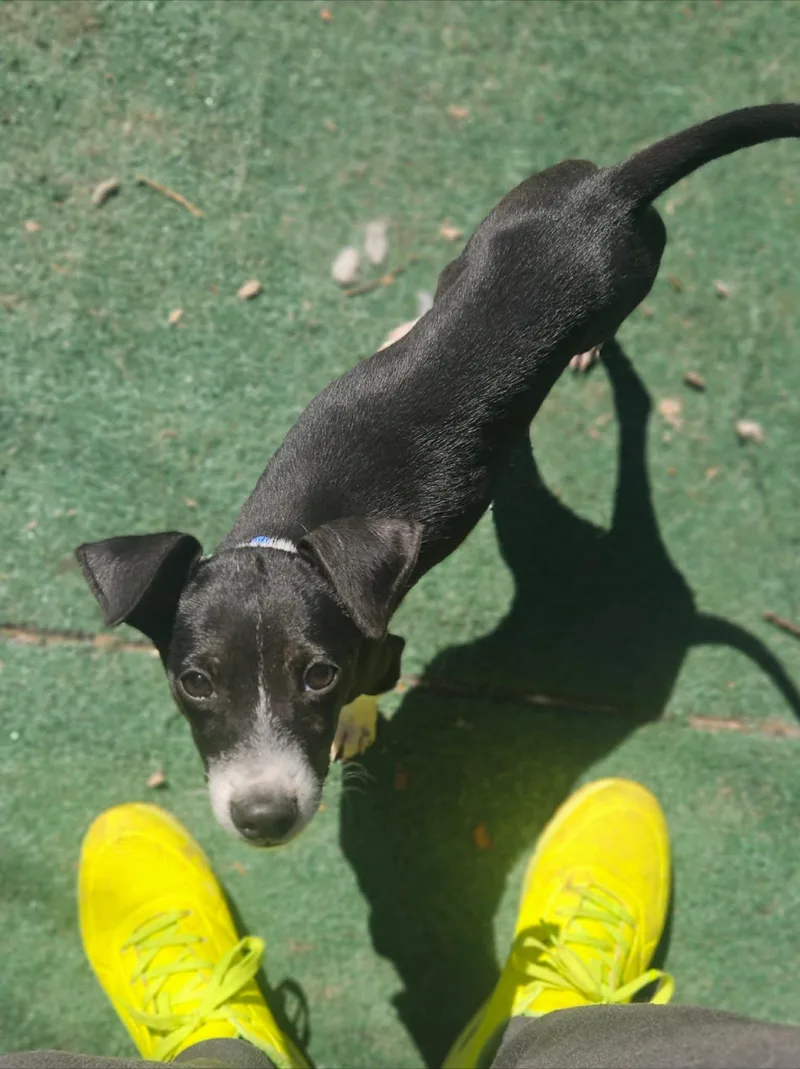 A baby medium-sized male Mixed Breed dog named Lasso for adoption in Holbrook, NY