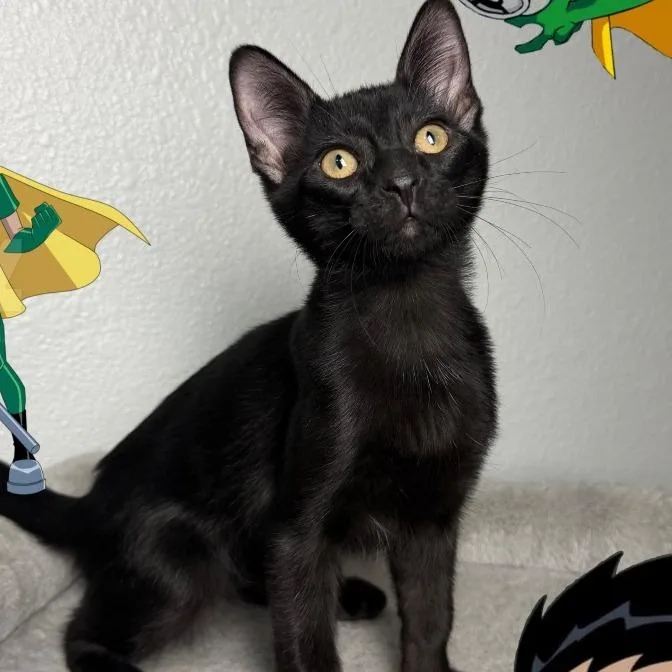 A baby small-sized male Black Domestic Short Hair cat named Robin for adoption in League City, TX