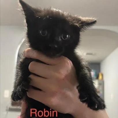 Robin thumbnail 2