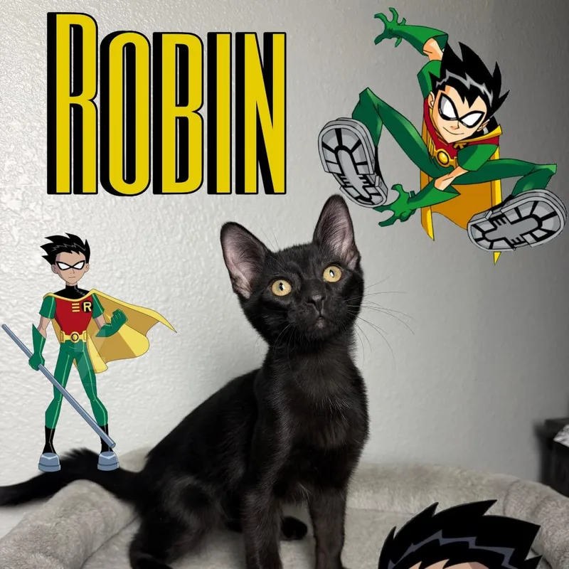 Robin thumbnail 3