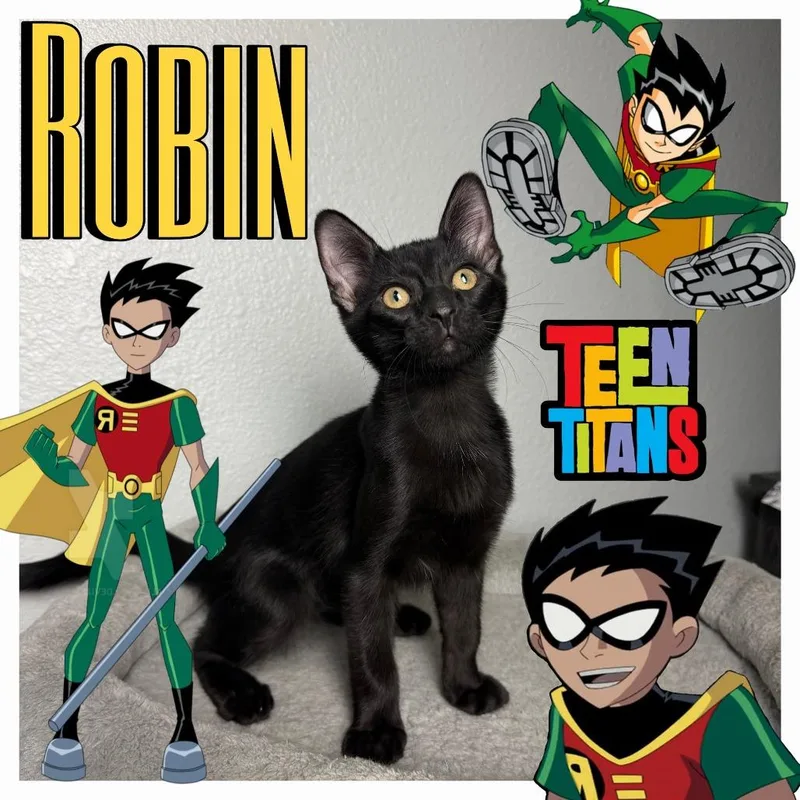 Robin thumbnail 4