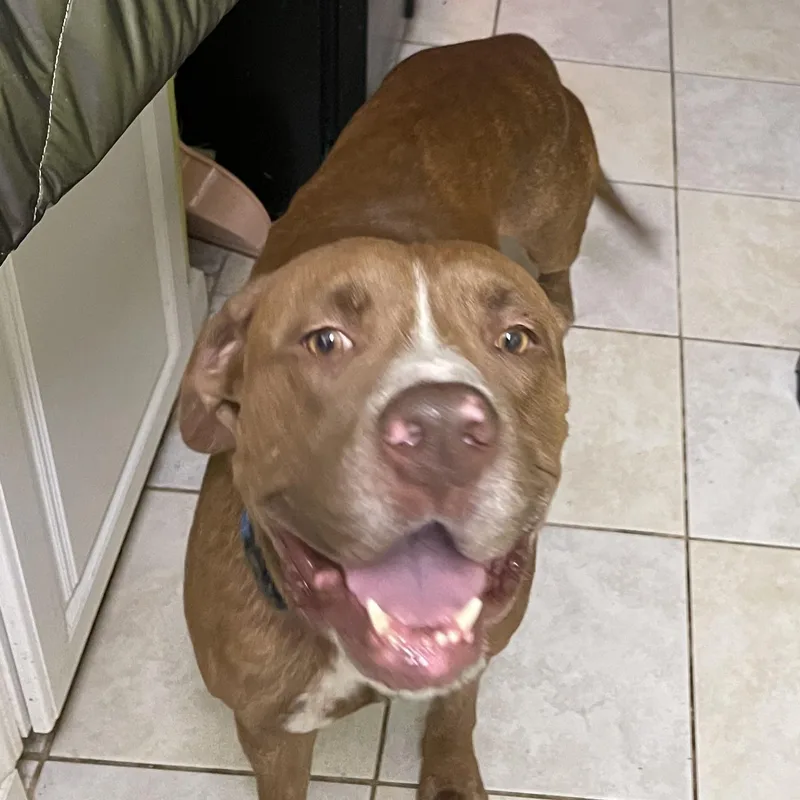 An adult large-sized male Bicolor American Staffordshire Terrier dog named Oakley for adoption in Houston, TX