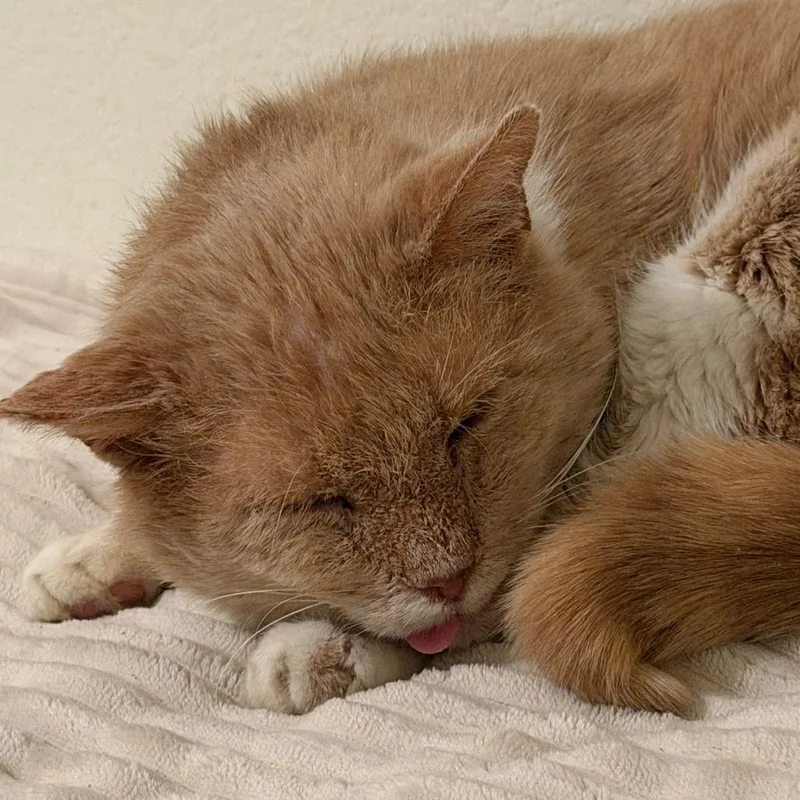 An adult large-sized male Buff / Tan / Fawn Domestic Short Hair cat named Bingo for adoption in Harrisonburg, VA