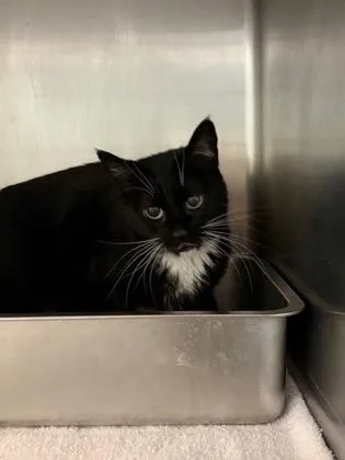 An adult small-sized female Domestic Short Hair cat named Tippy for adoption in South Bend, IN