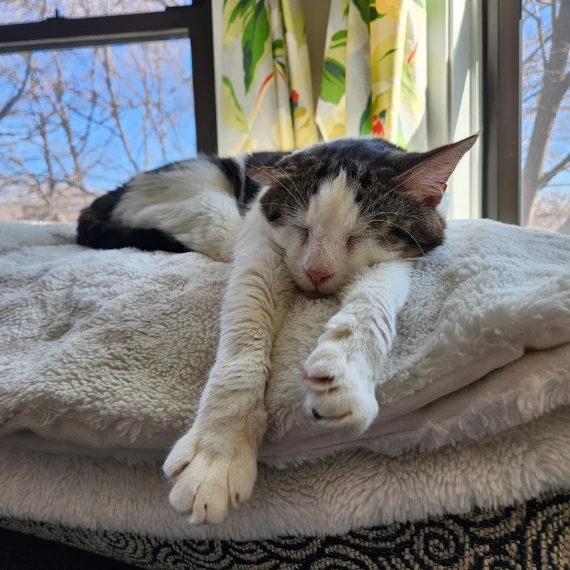 An adult large-sized male Brown / Chocolate Domestic Short Hair cat named Bighorn for adoption in Evanston, IL
