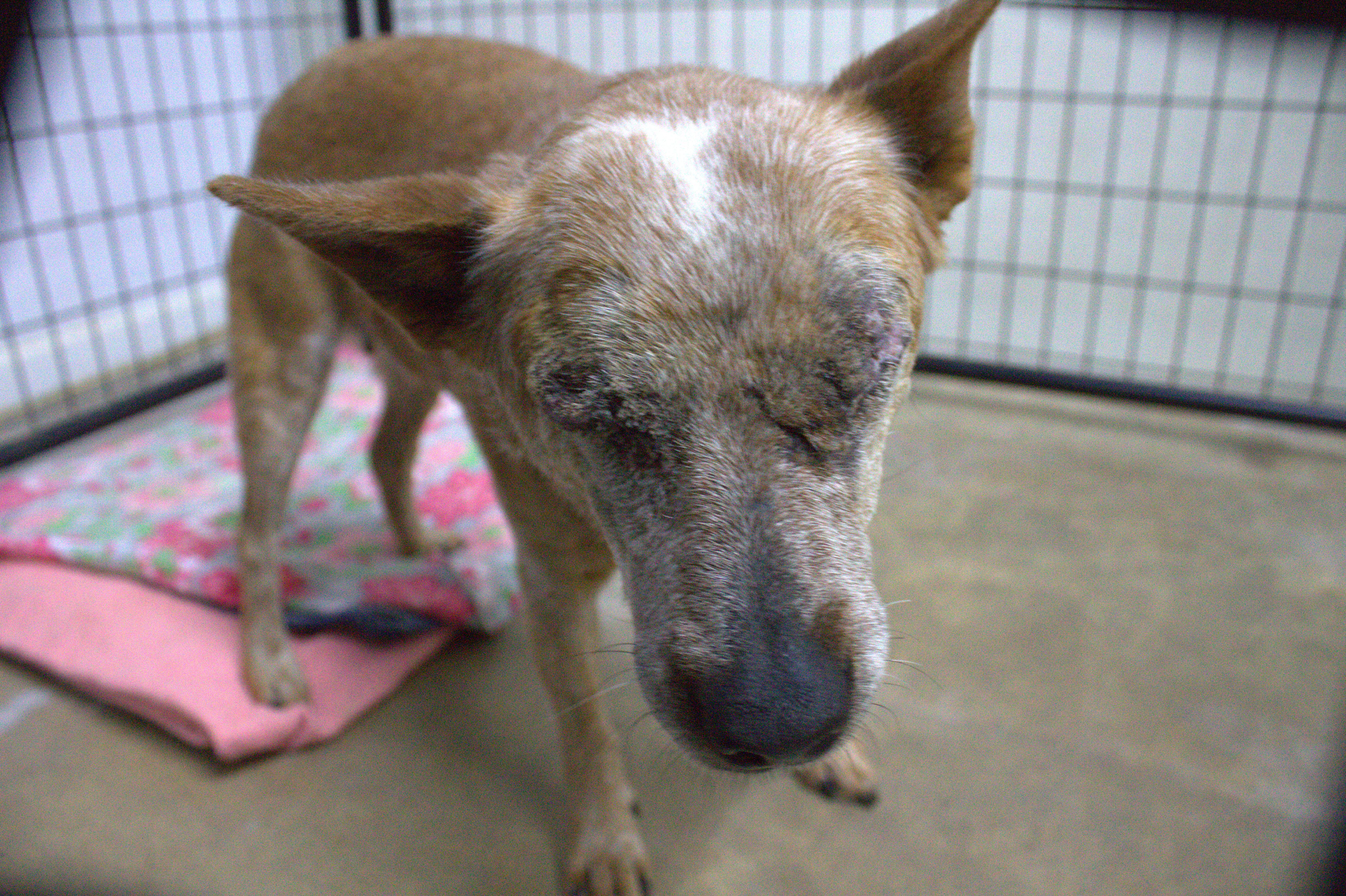 An adult medium-sized female Red / Chestnut / Orange Cattle Dog dog named Helen for adoption in Neillsville, WI