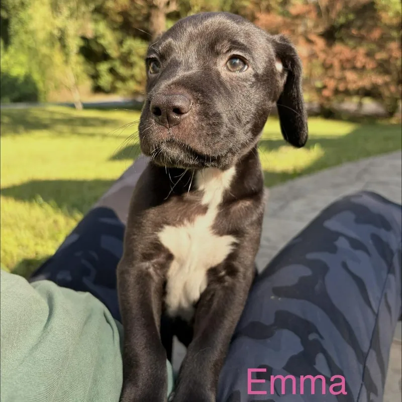 A baby small-sized female Black Labrador Retriever dog named Monica for adoption in Lynchburg, VA
