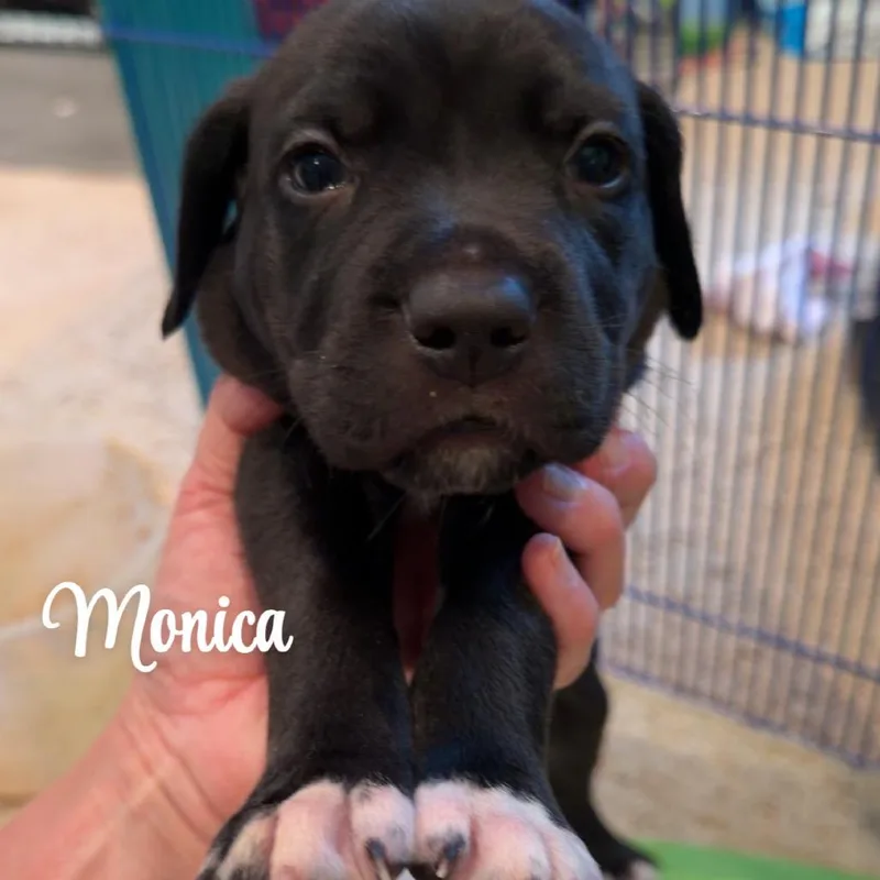 Monica thumbnail 2
