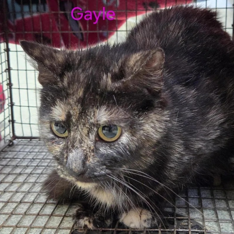 An adult small-sized female Tortoiseshell Domestic Short Hair cat named Gayle for adoption in Windsor, VA