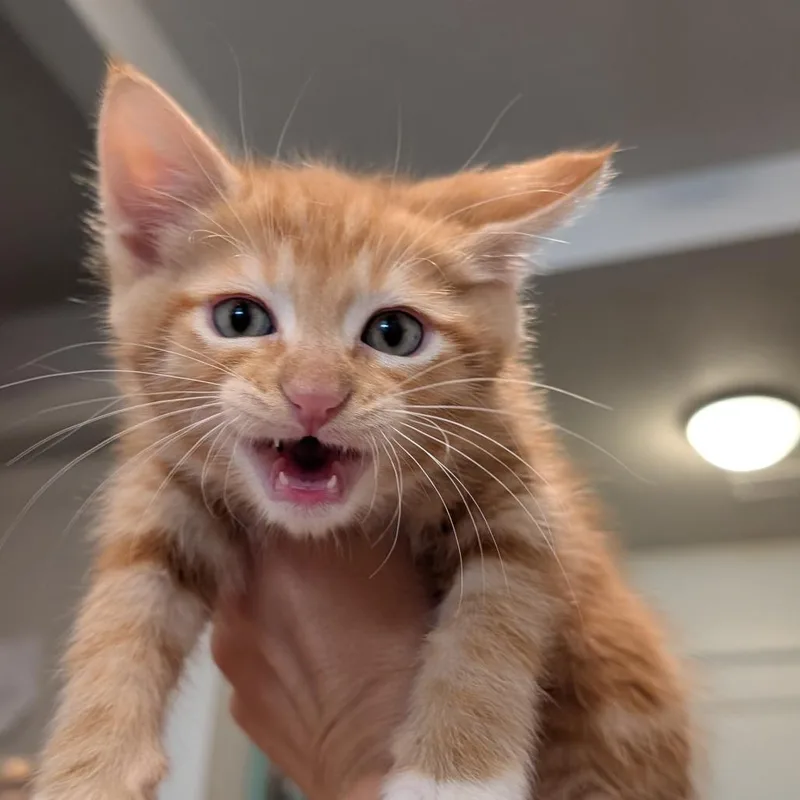 A baby small-sized male Domestic Short Hair cat named Garfield for adoption in Meridian, ID