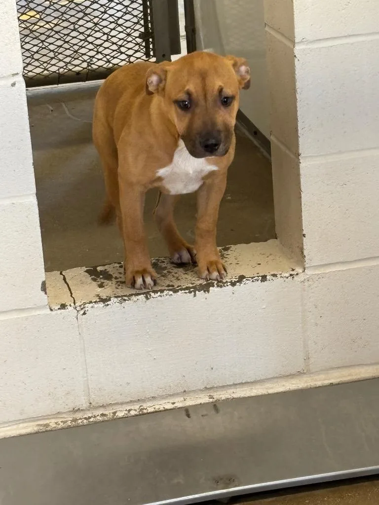 A baby medium-sized female Labrador Retriever dog named Steffi for adoption in Belton, TX