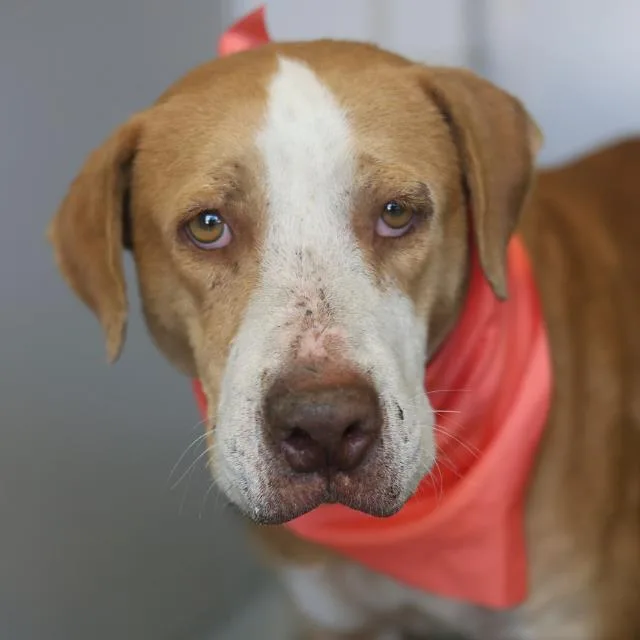 An adult large-sized female Hound dog named Scarlet for adoption in San Antonio, TX