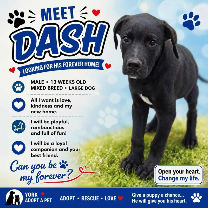 A baby large-sized male Black Mixed Breed dog named Dash for adoption in York, NE