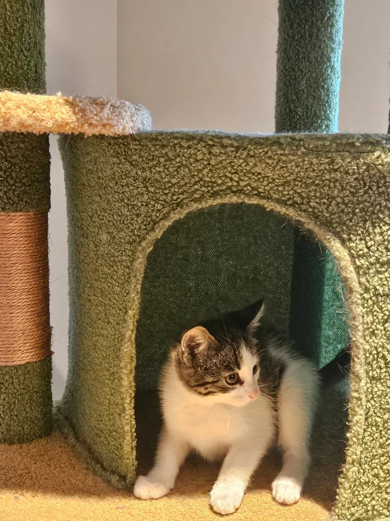 A baby small-sized female Domestic Short Hair cat named Guievere for adoption in Glenwood City, WI