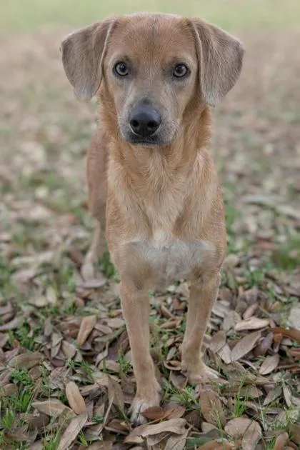 An adult small-sized male Mixed Breed dog named Fidough for adoption in Gulfport, MS