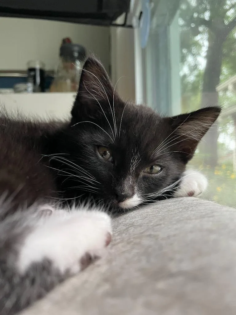 A baby medium-sized female Domestic Short Hair cat named Matea Murdock for adoption in Bloomington, IN