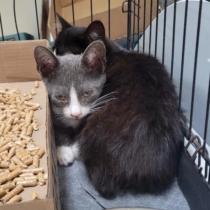 A baby small-sized male Black Domestic Short Hair cat named WAGSStray_ for adoption in Westminster, CA