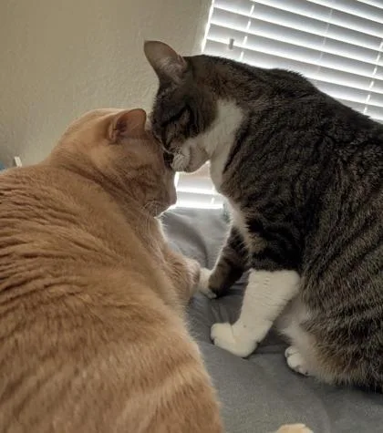 Remus Yr+ thumbnail 3