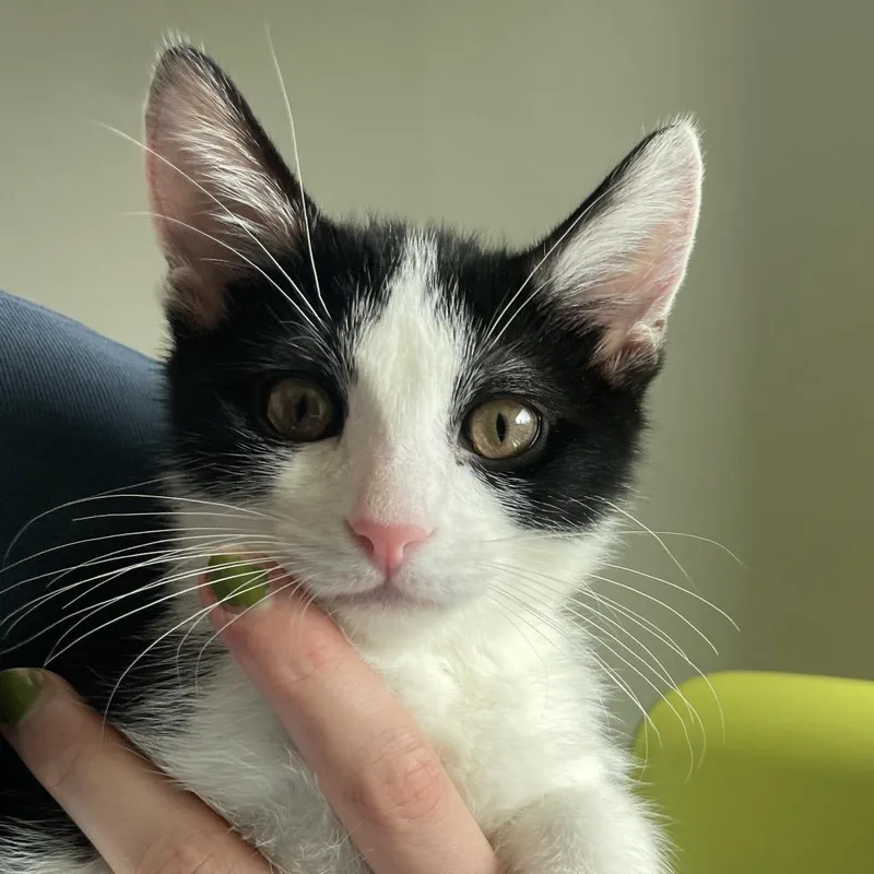 A baby small-sized male Domestic Short Hair cat named Micah for adoption in Chicago, IL